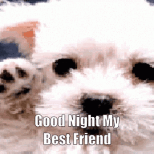 Good Night My Best Friend GIF