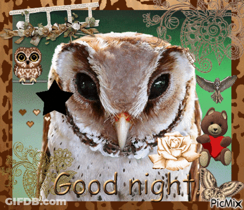 Good Night Owl GIF