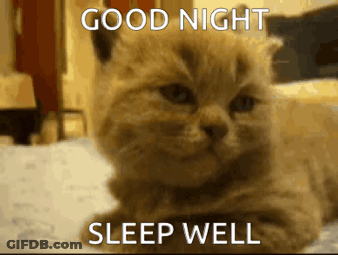 Good Night Sleep Well Cat GIF