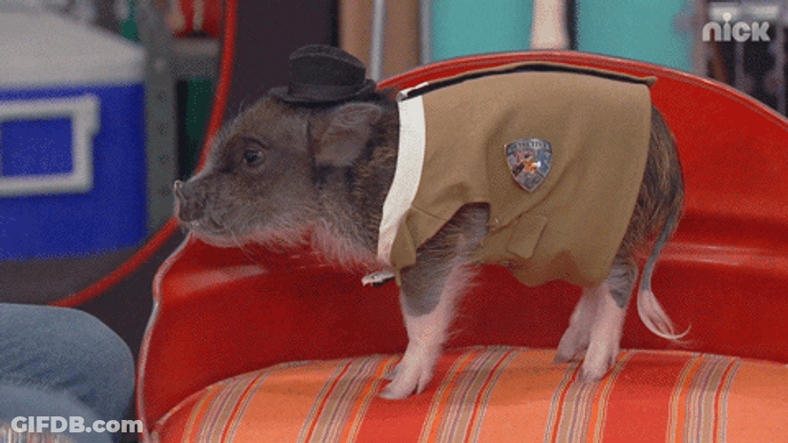 Good Pig Pet Cute Animal GIF