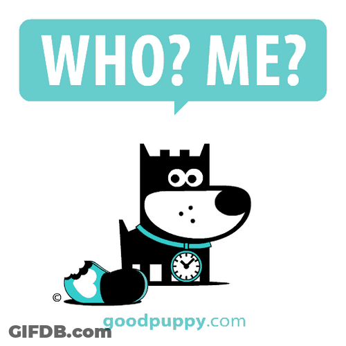 Good Puppy Guilty Stare GIF