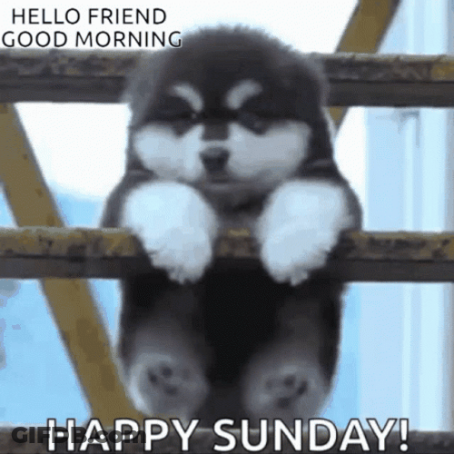 Good Sunday Morning Baby Husky GIF