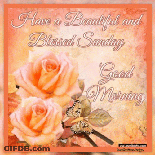 Good Sunday Morning Beautiful Roses GIF