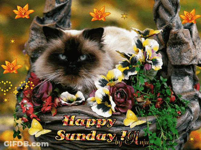 Good Sunday Morning Cat And Flowers GIF