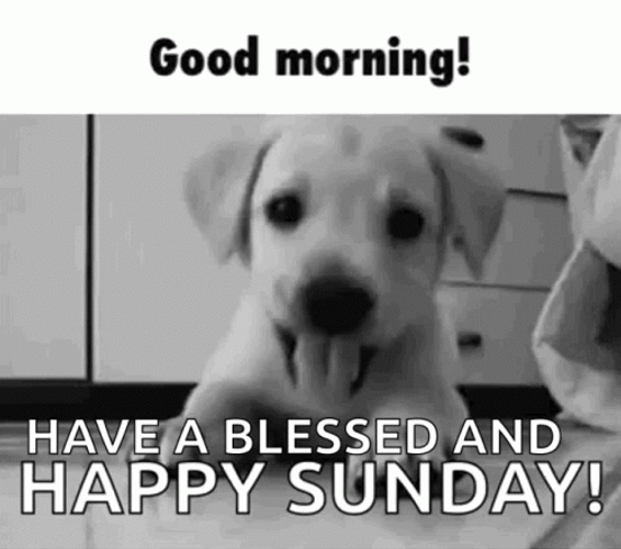 Good Sunday Morning Cute Puppy GIF