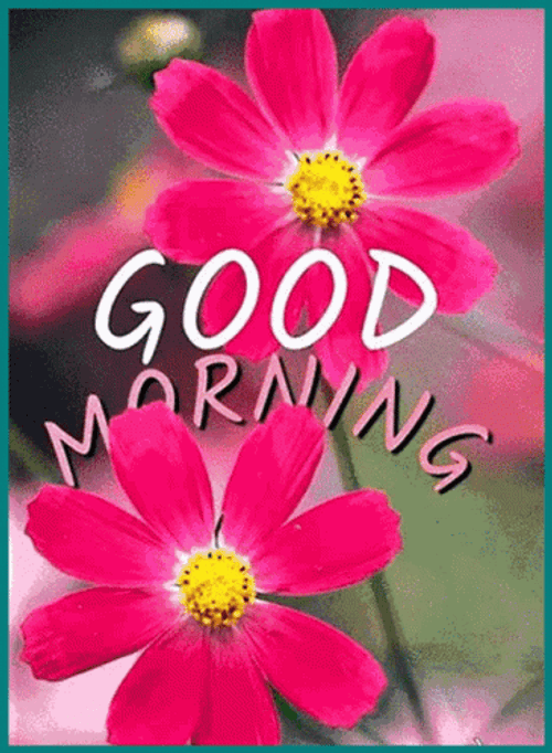 Good Sunday Morning Flowers Transition GIF