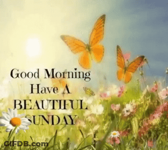 Good Sunday Morning Nature And Butterflies GIF
