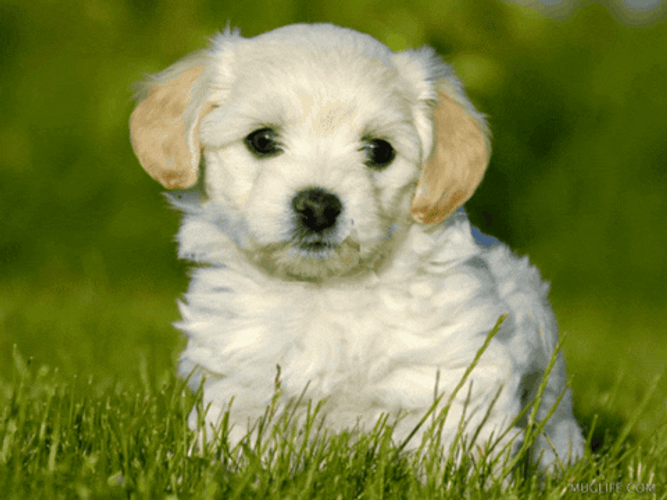 Good Sunday Morning White Puppy GIF