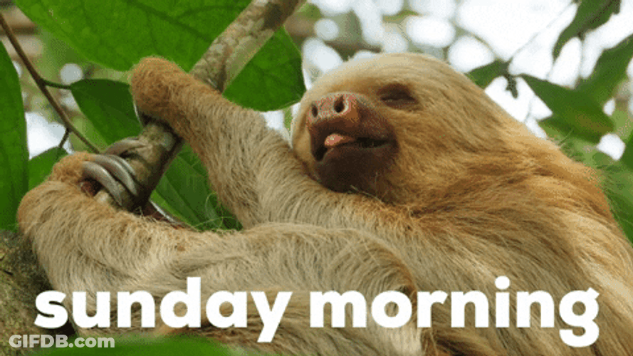 Good Sunday Morning Yawning Sloth GIF