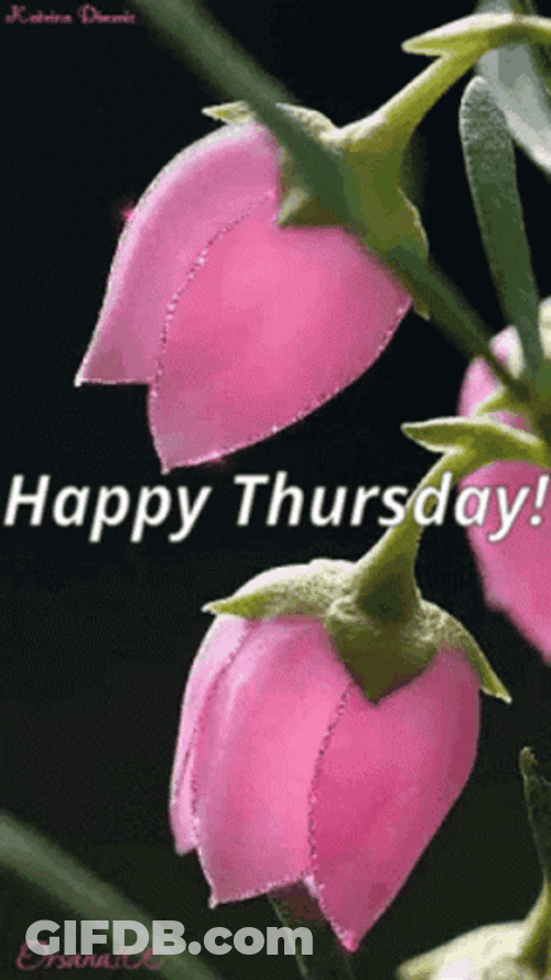 Good Thursday Morning Pink Rose GIF