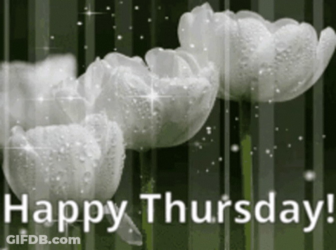 Good Thursday Morning Roses Rain GIF