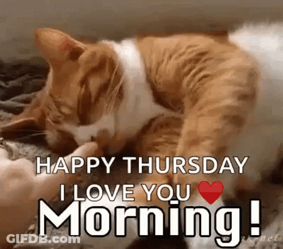 Good Thursday Morning Sleepy Cat GIF