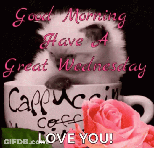 Good Wednesday Morning Cute Kitten GIF