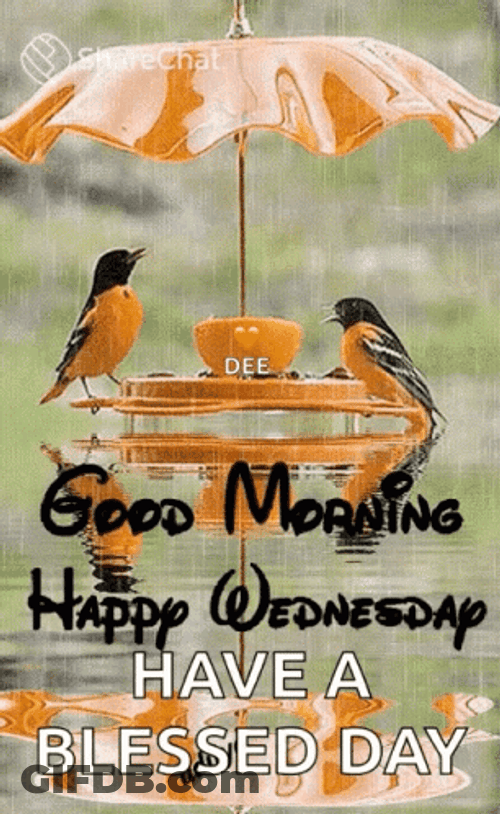 Good Wednesday Morning Love Birds GIF