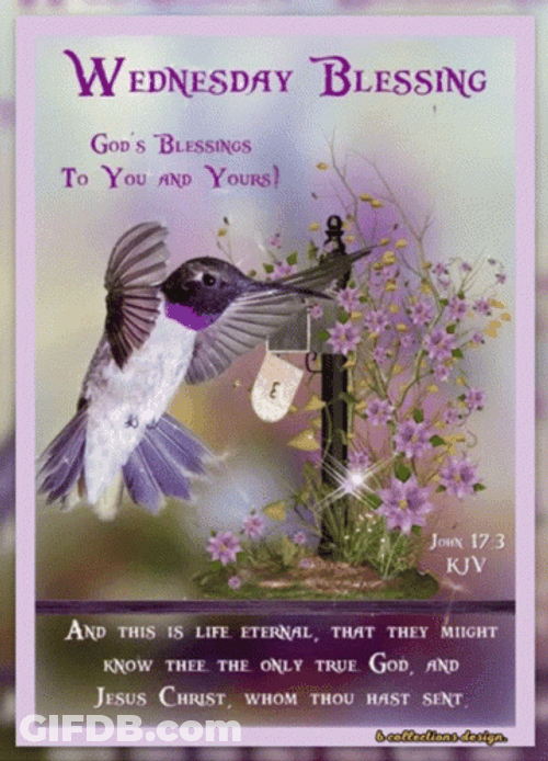 Good Wednesday Morning Peace Dove GIF