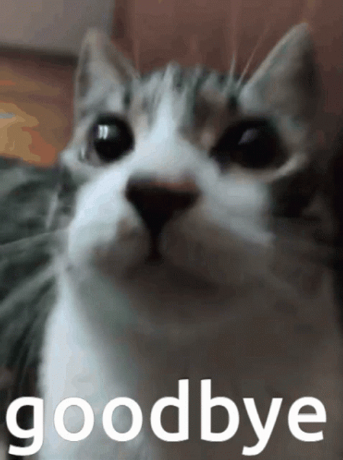 Goodbye Meme Cat Bow GIF