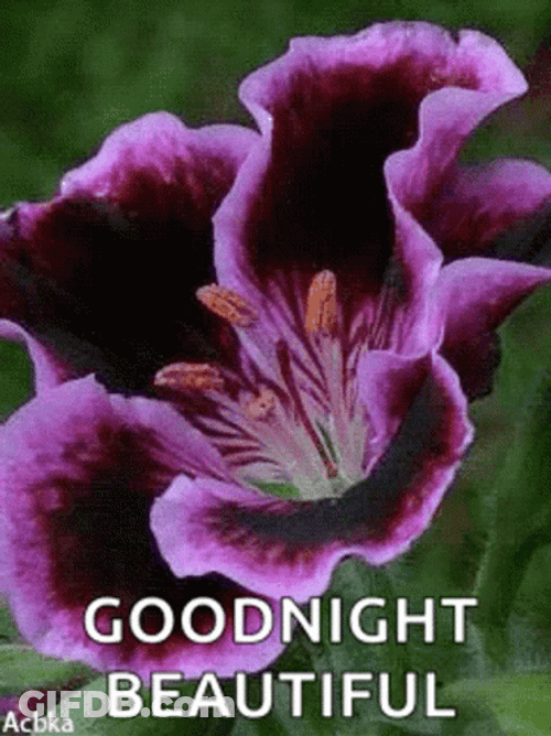 Goodnight Beautiful Purple Flower Sparkles GIF