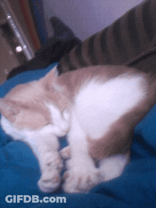 Goodnight Cat All Curled Up GIF