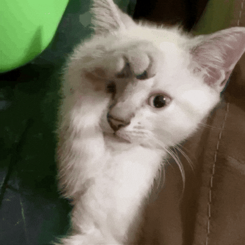 Goodnight Cat Covering Eyes GIF