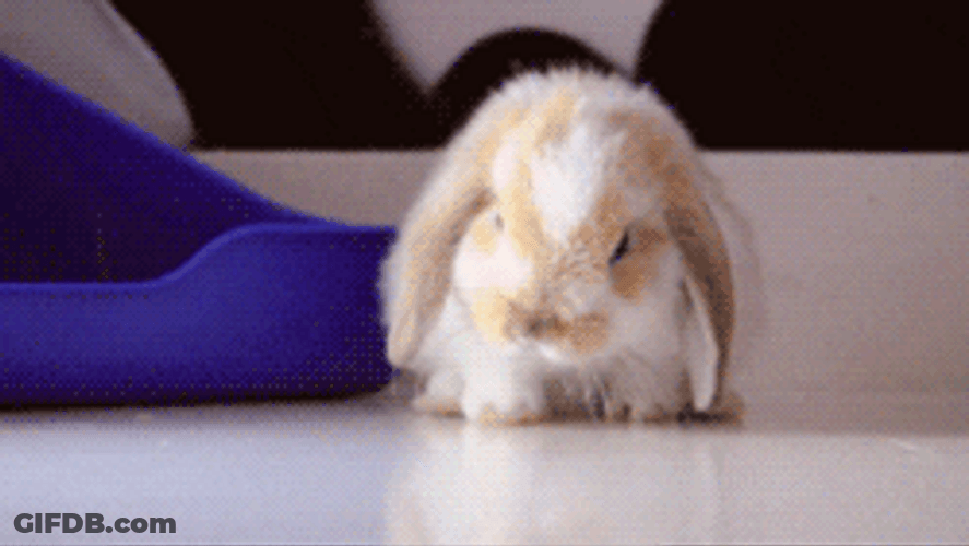 Goodnight Cat From Friend Rabbit GIF
