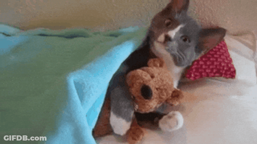Goodnight Cat Hugging Stuffed Toy GIF