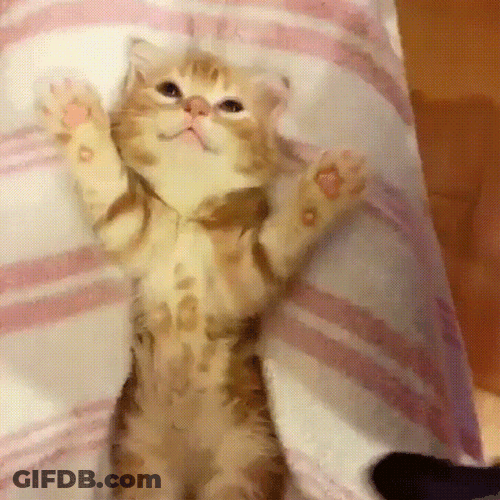 Goodnight Cat Oie Vie GIF