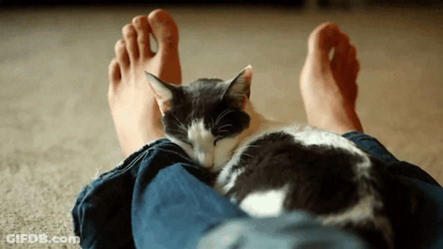 Goodnight Cat On Foot GIF