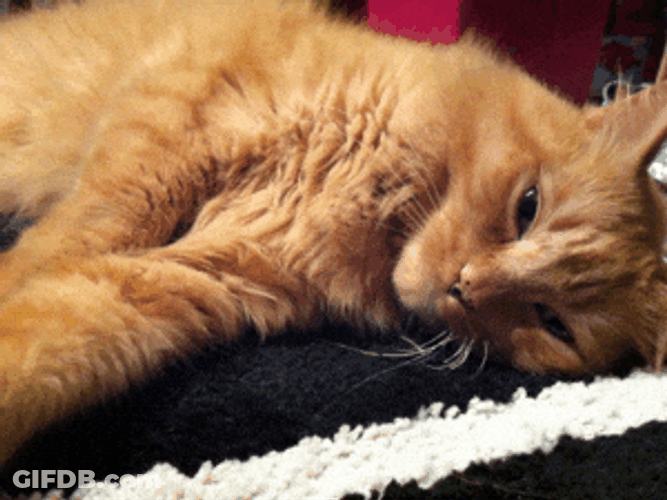 Goodnight Cat Rapid Breathing GIF