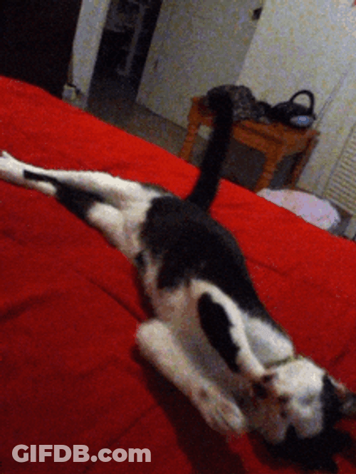 Goodnight Cat Scratching With Claws GIF