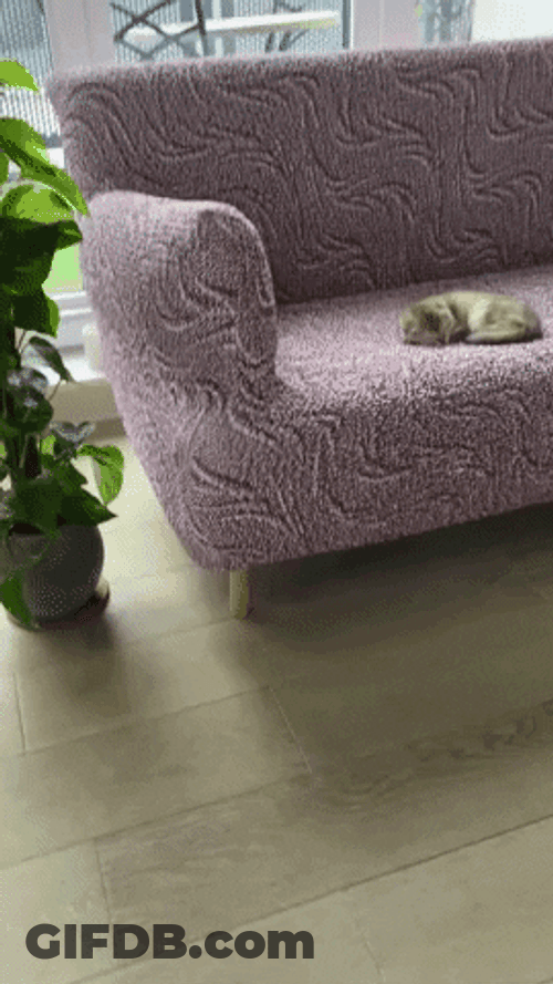 Goodnight Cat Solo Sleeping On Sofa GIF