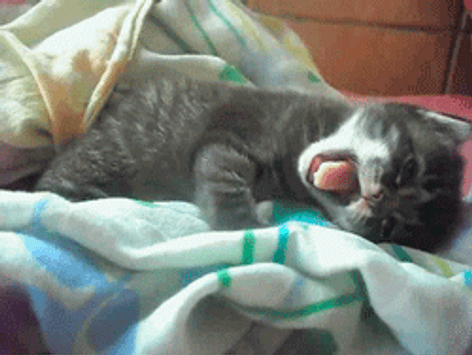 Goodnight Cat Tongue Out GIF