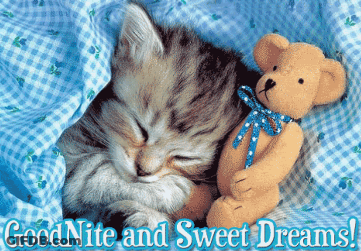 Goodnight Cat With Teddy Bear Sweet Dreams GIF