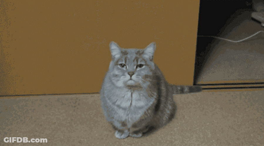 Goodnight Cat Yawning GIF
