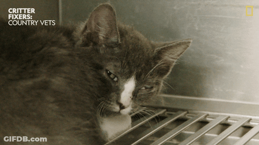 Goodnight Domestic Long Haired Cat GIF