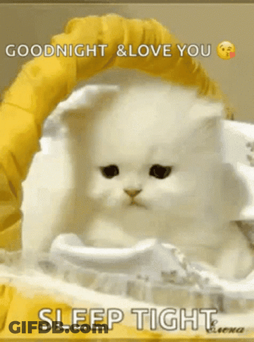 Goodnight I Love You Cute Kitten GIF