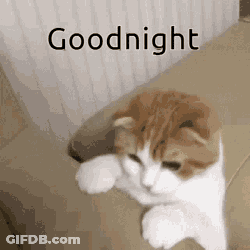 Goodnight Kitty GIF