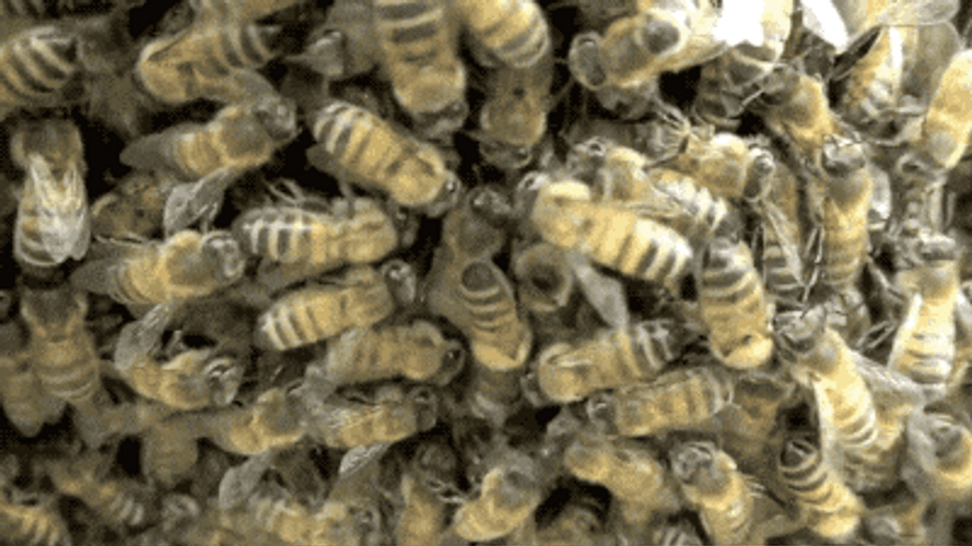 Goofy Ahh Bee Looking For Entrance GIF