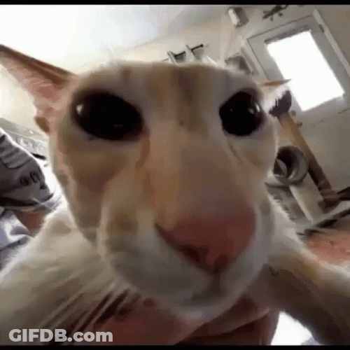 Goofy Ahh Griddy Adam Driver Cat GIF
