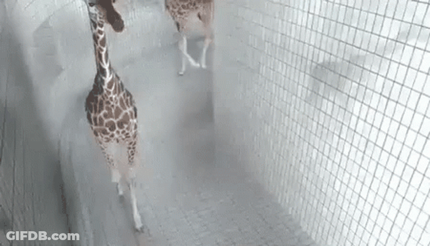 Goofy Ahh Griddy Giraffe GIF