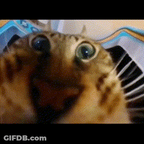 Goofy Cat Yummers GIF