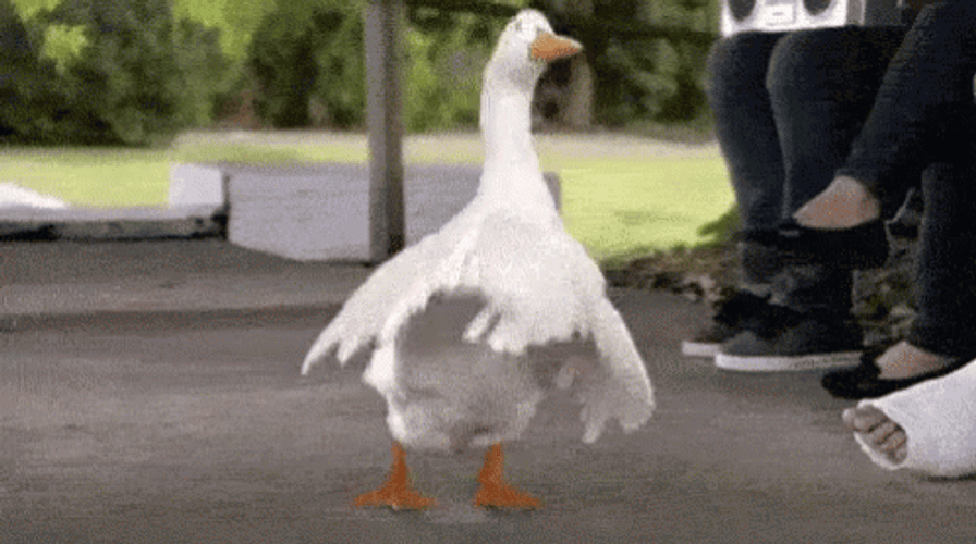 Goofy Duck Dance GIF