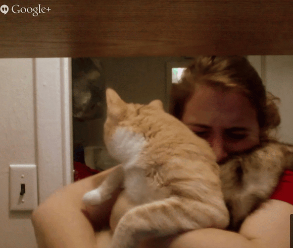 Google Hangouts Cat Camera Shy GIF