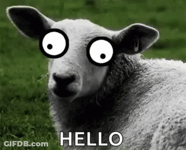 Googly Eyes Grey Sheep Hello GIF