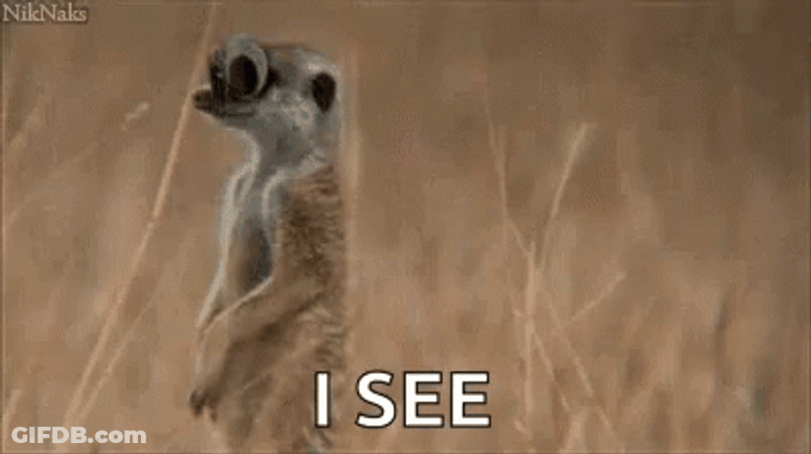 Googly Eyes Meerkat I See GIF