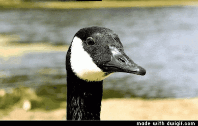 Goose Deal With It Glasses Shades GIF