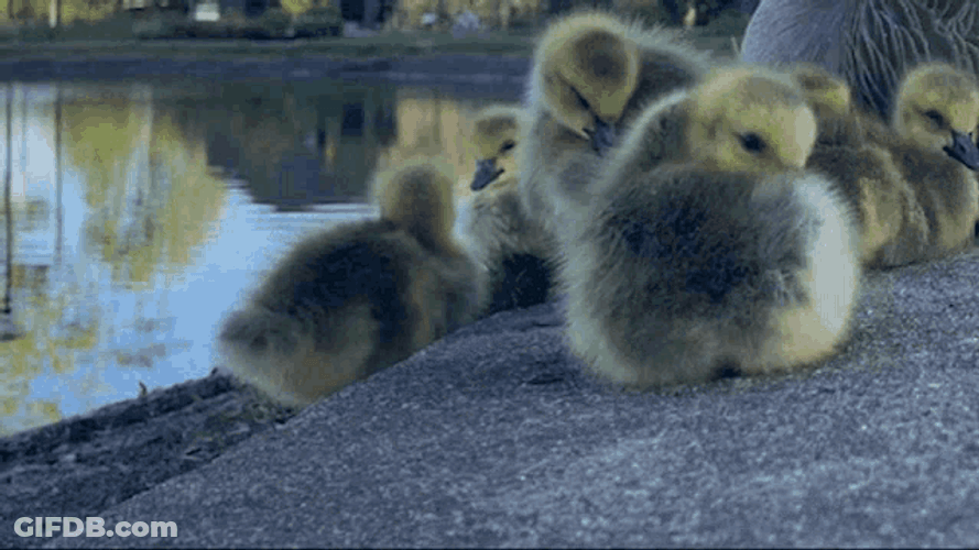 Goose Duckling Roll GIF