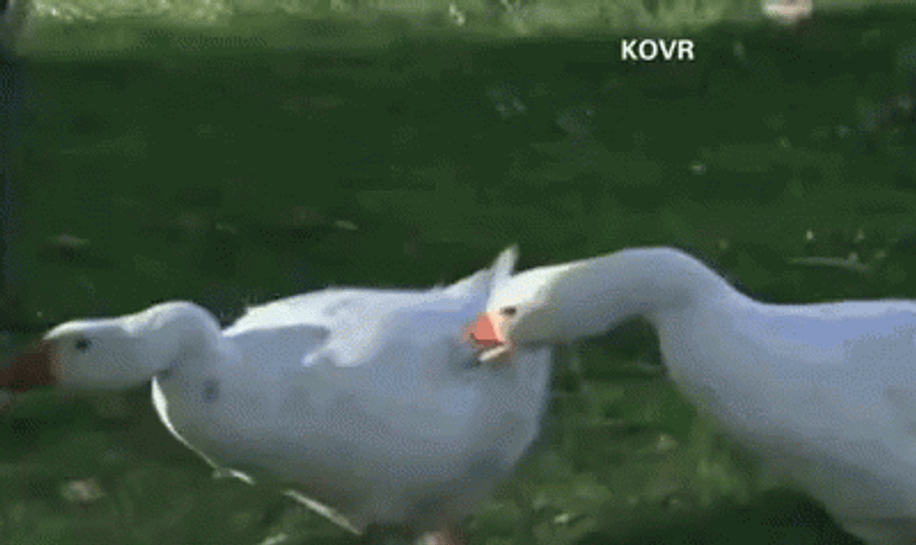 Goose Fights Man Falling Fail GIF
