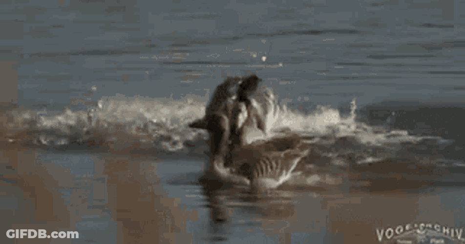 Goose Greylag GIF