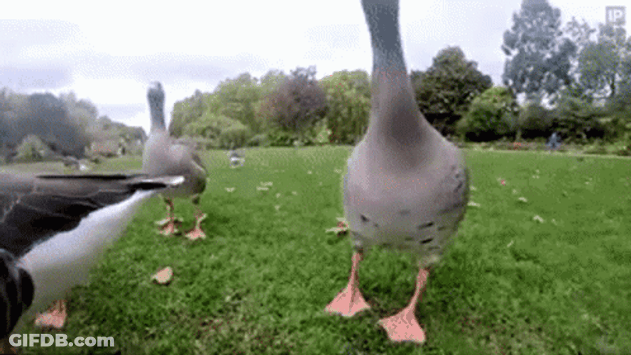 Goose Growl Honk Mating Call GIF