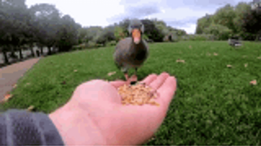 Goose Hand Feeding In Park GIF
